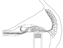 Fiber optic pressure sensor with organ of Corti diagram