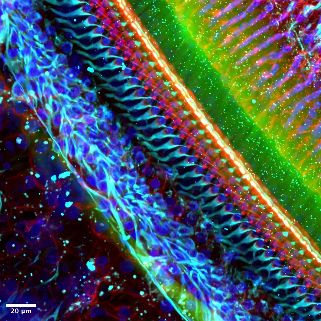 Confocal Image of Gerbil Cochlear Basal Turn
