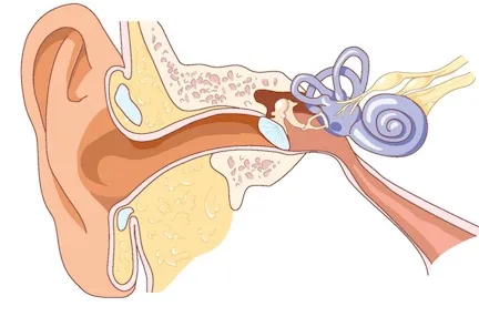 Anatomy of the external, middle, and inner ear.