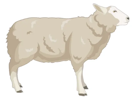 Sheep