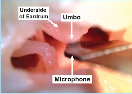 Sheep middle ear with the sensor contacting the umbo